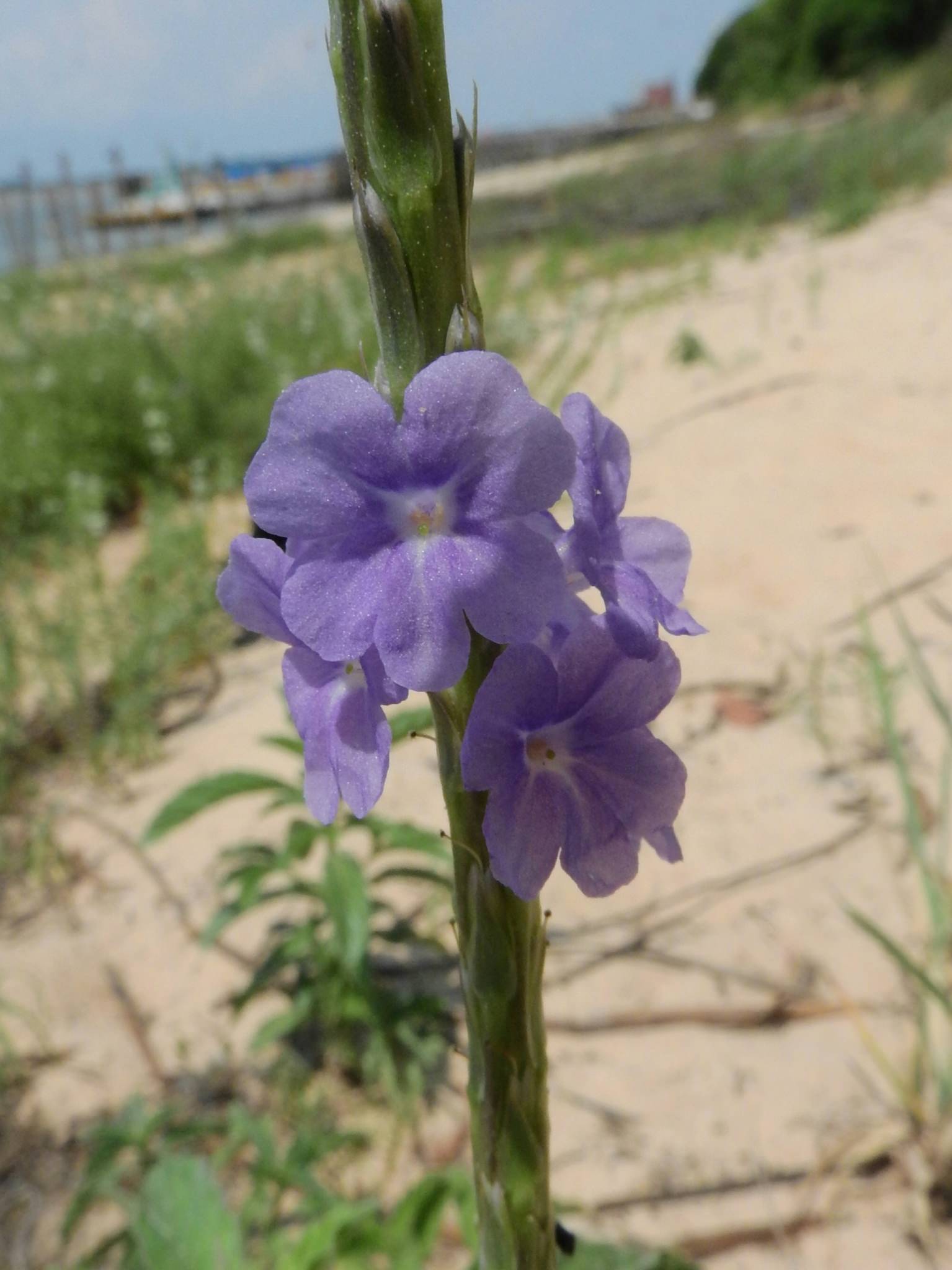 Stachytarpheta jamaicensis
